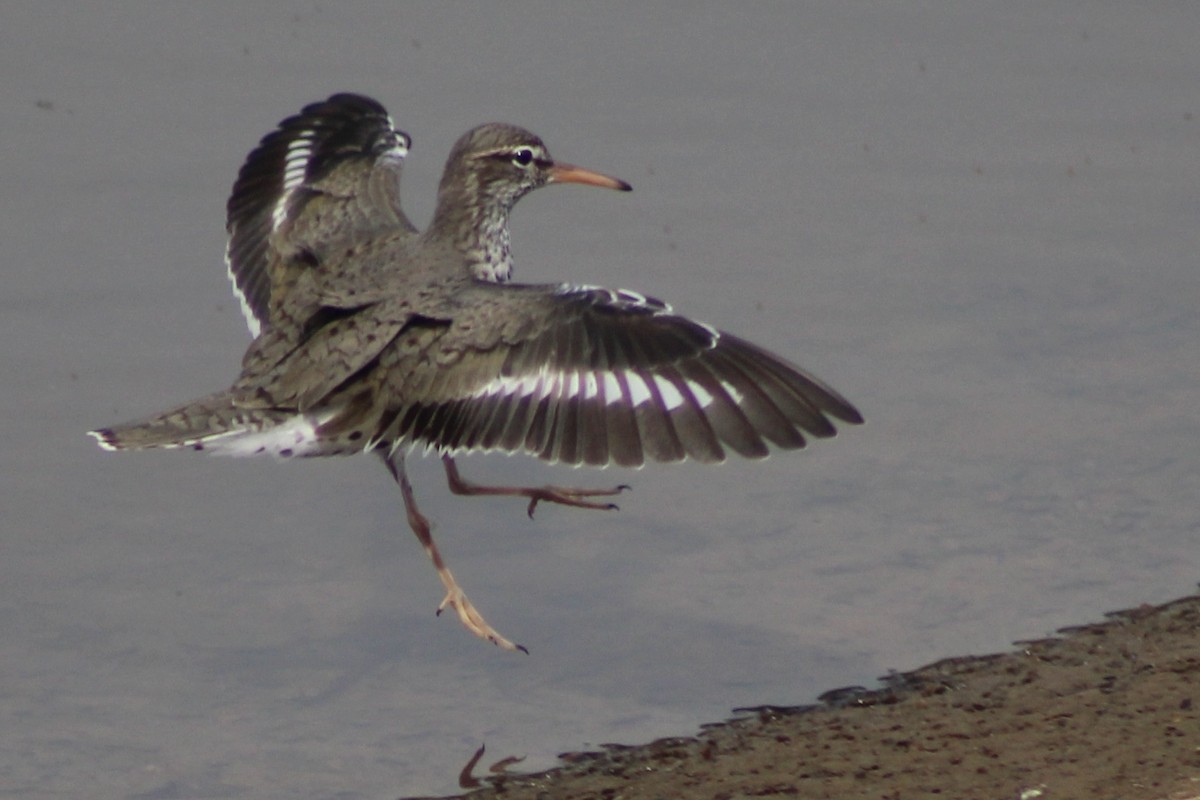 Spotted Sandpiper - Kevin Markham