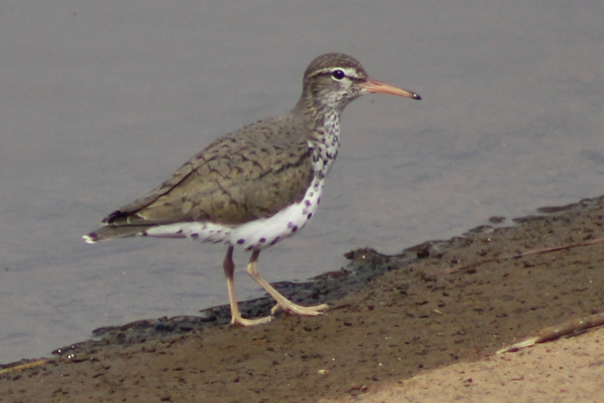 Spotted Sandpiper - ML619424724