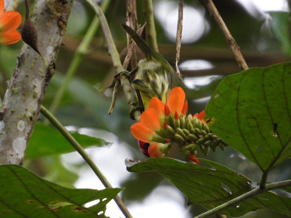 Red-headed Barbet - Francisco Sornoza