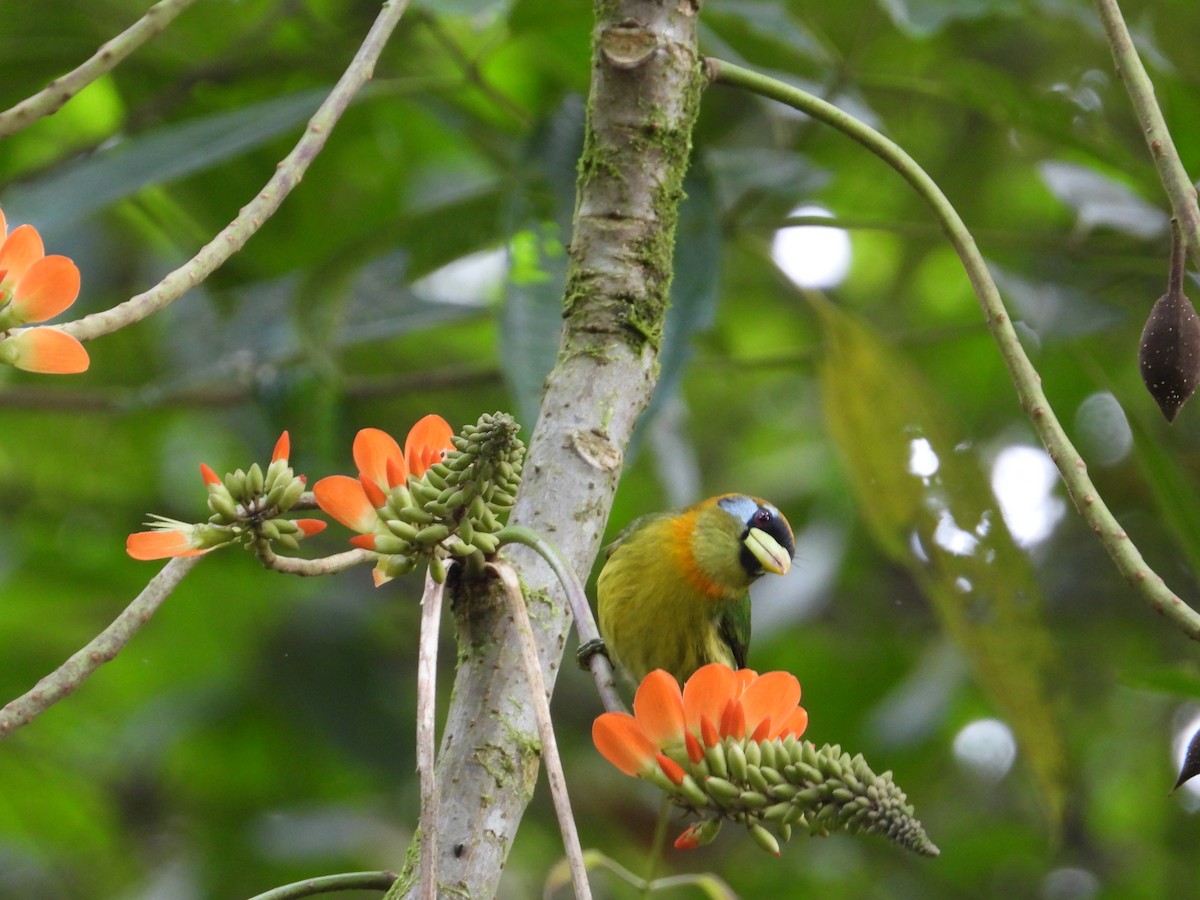 Red-headed Barbet - Francisco Sornoza