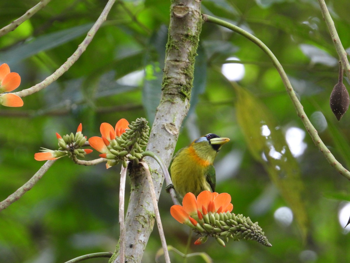 Red-headed Barbet - Francisco Sornoza