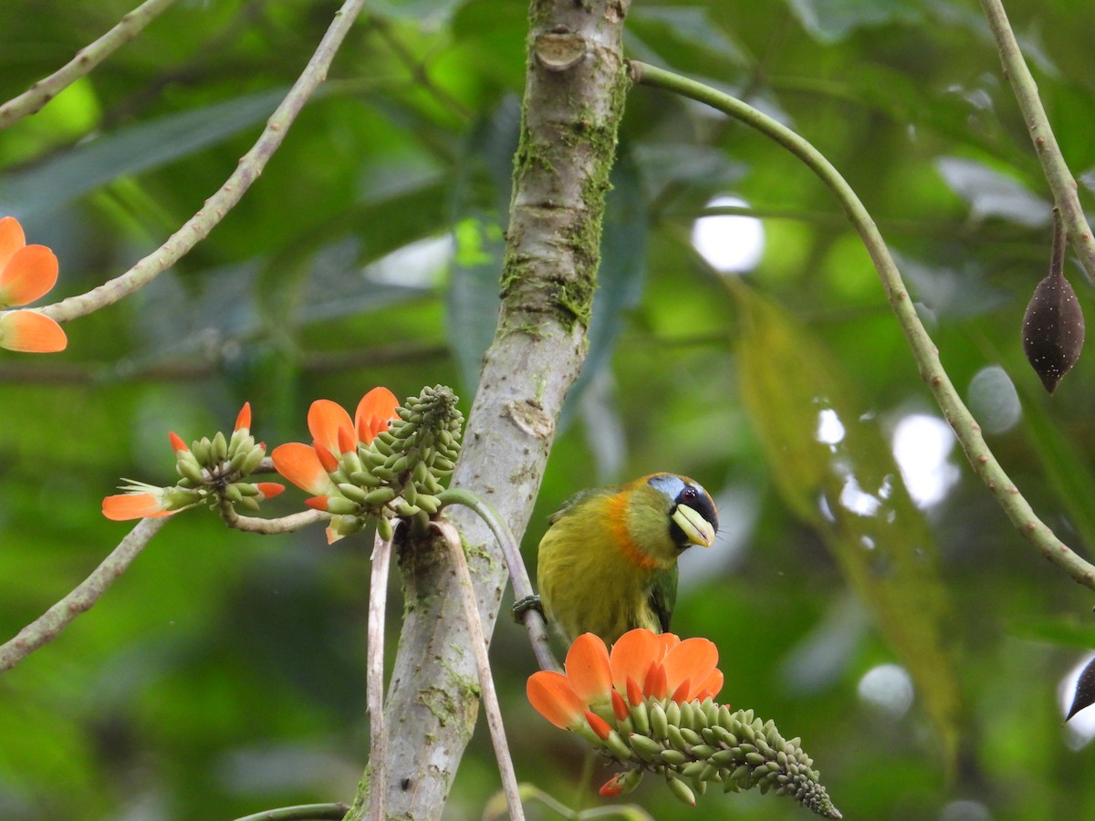 Red-headed Barbet - Francisco Sornoza