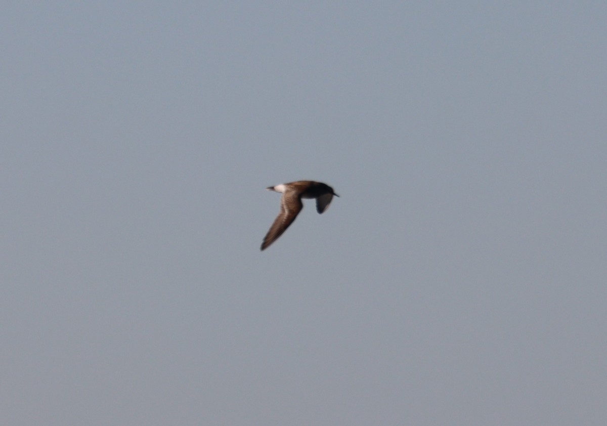 White-rumped Sandpiper - ML619424767