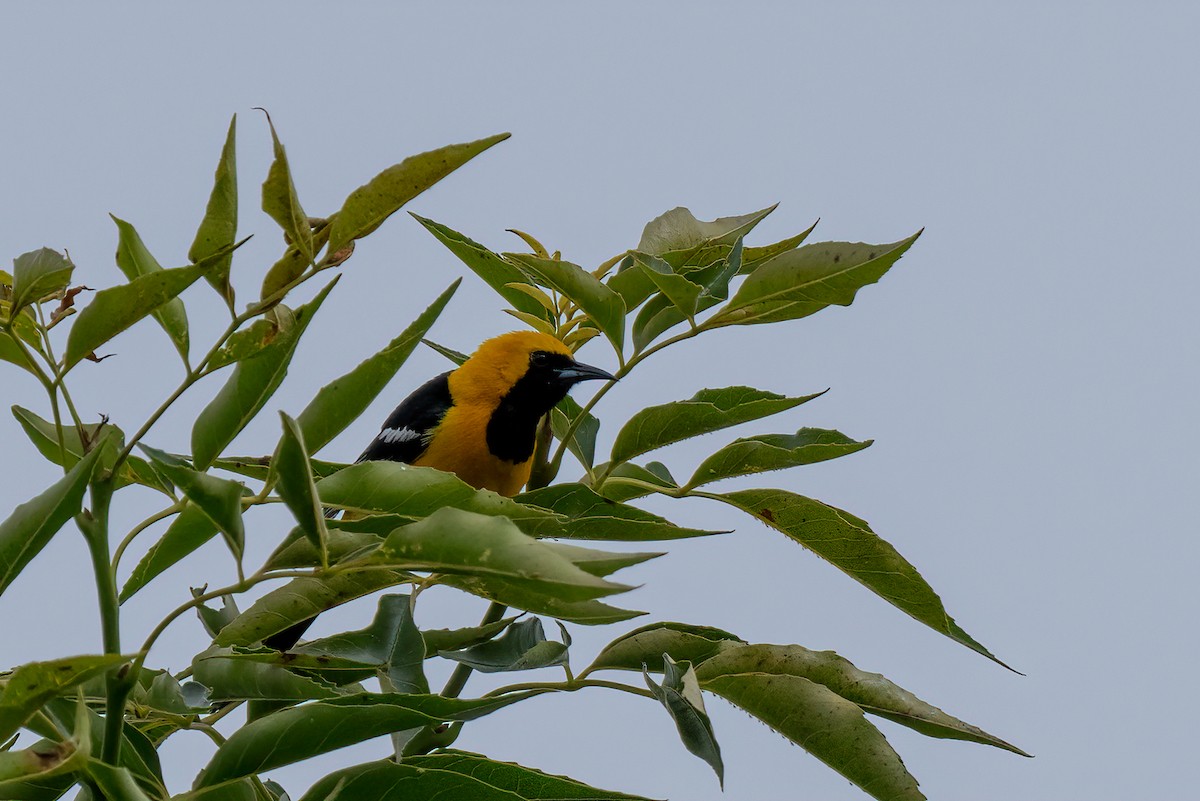 Hooded Oriole - David Ornellas