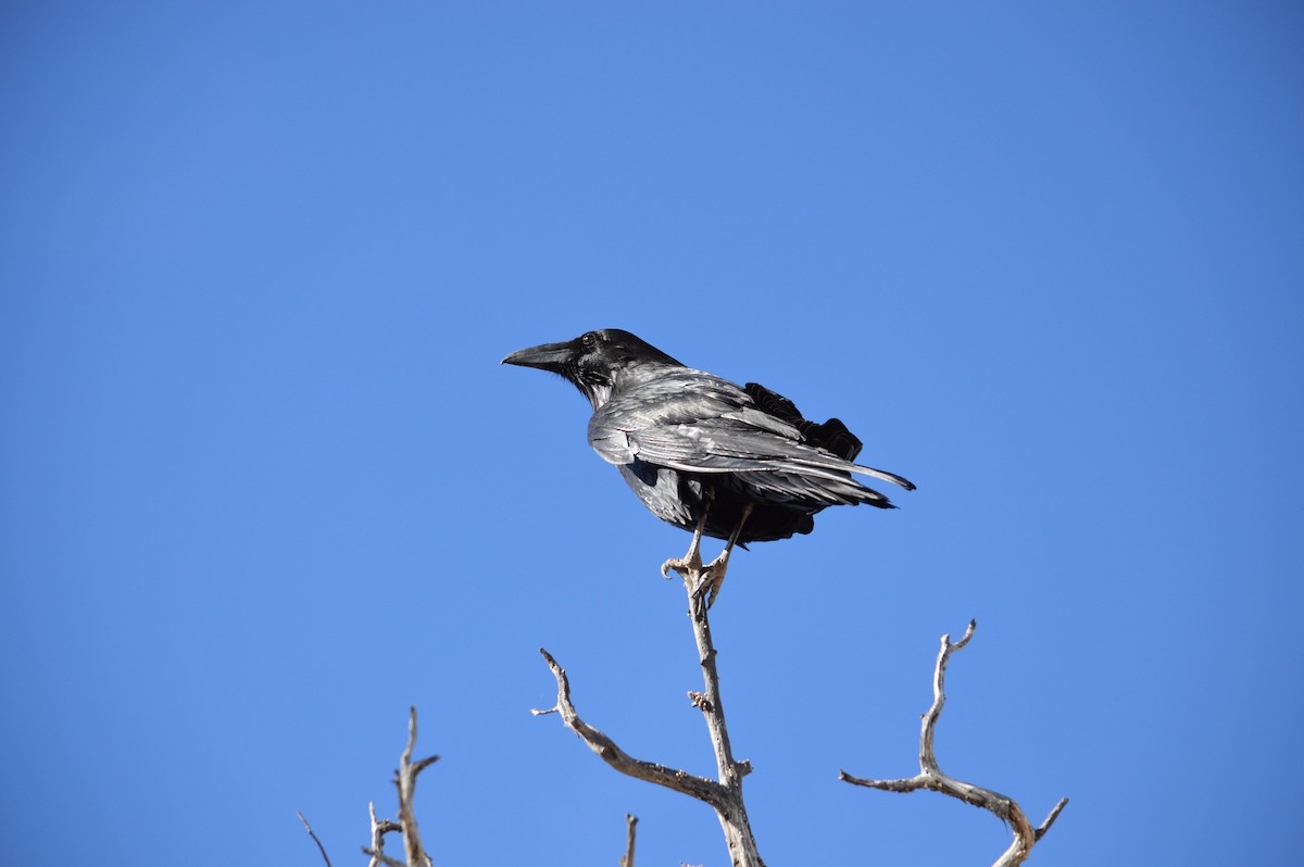 Common Raven - Justin Hageman