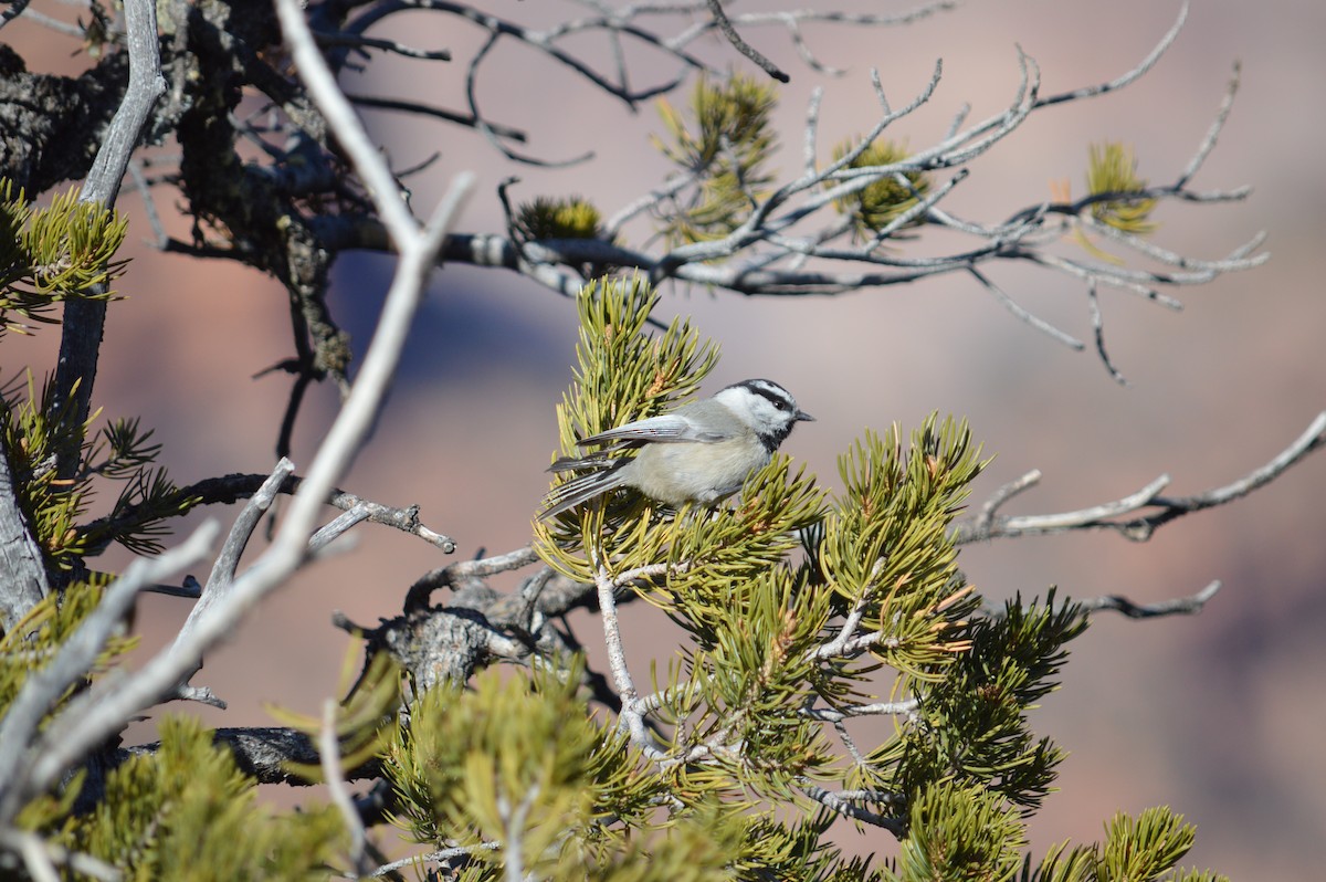 Mountain Chickadee - Justin Hageman