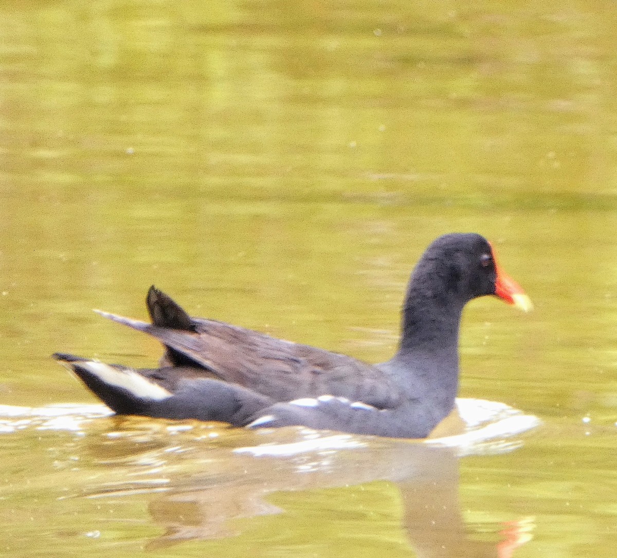 Common Gallinule - John Pool