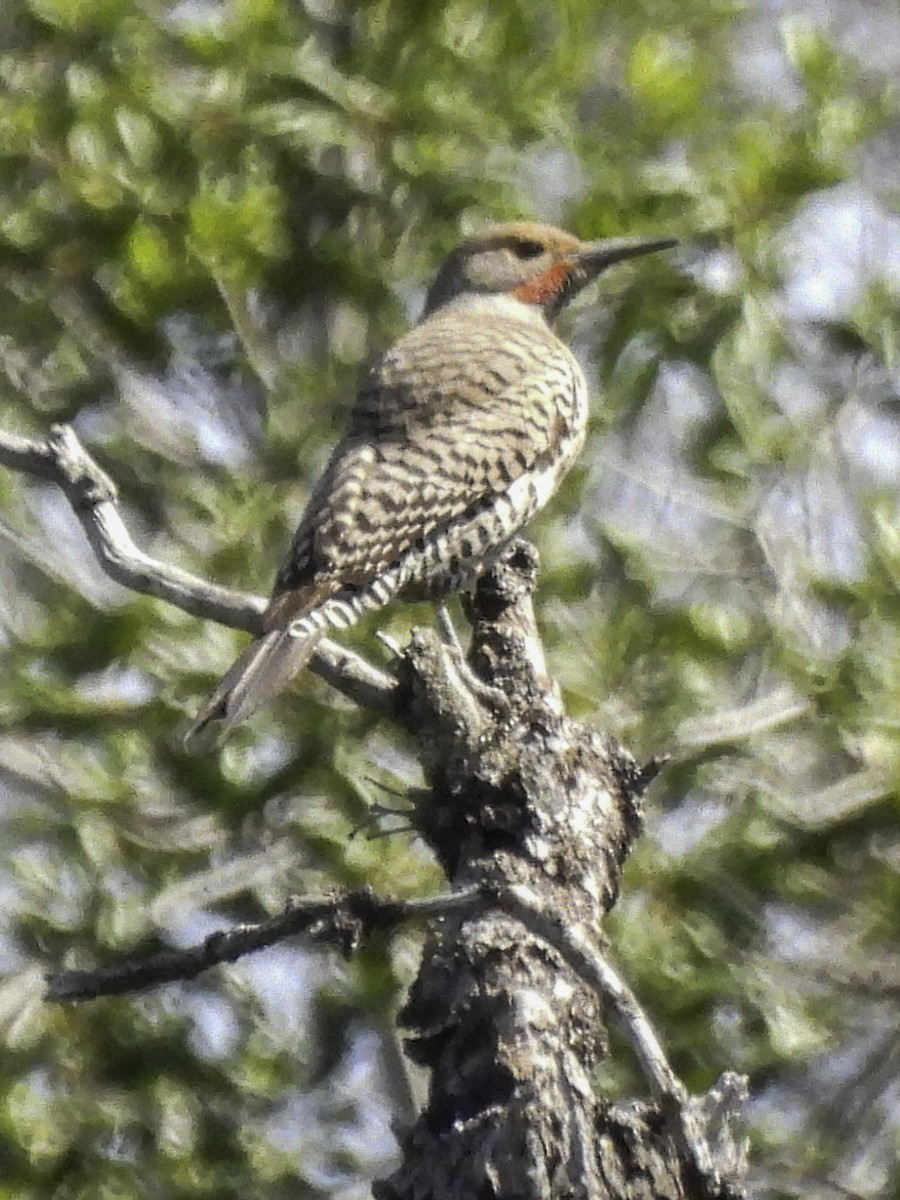 Northern Flicker - ML619424793