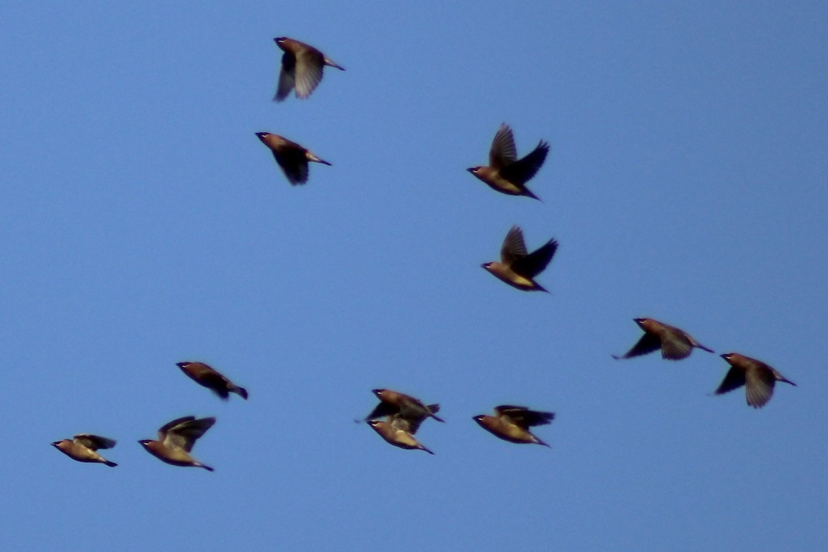 Cedar Waxwing - Kevin Markham