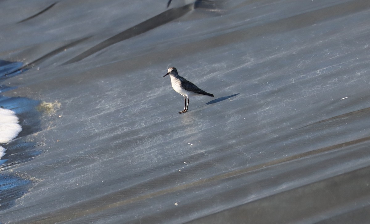 White-rumped Sandpiper - Juli deGrummond