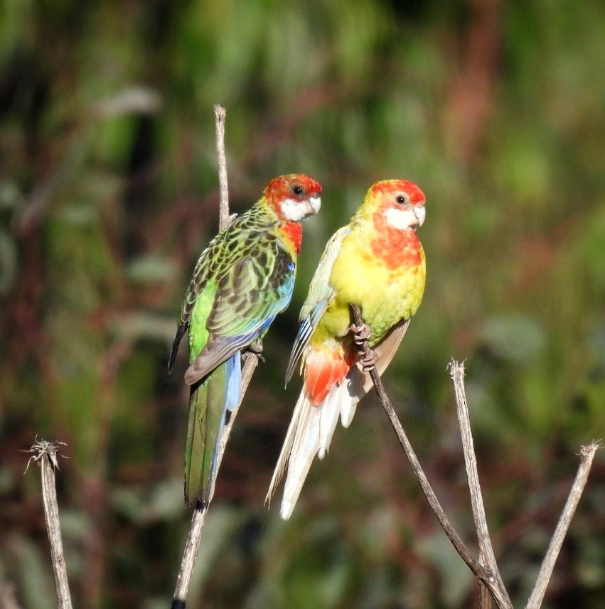 Eastern Rosella - Julie Mclennan