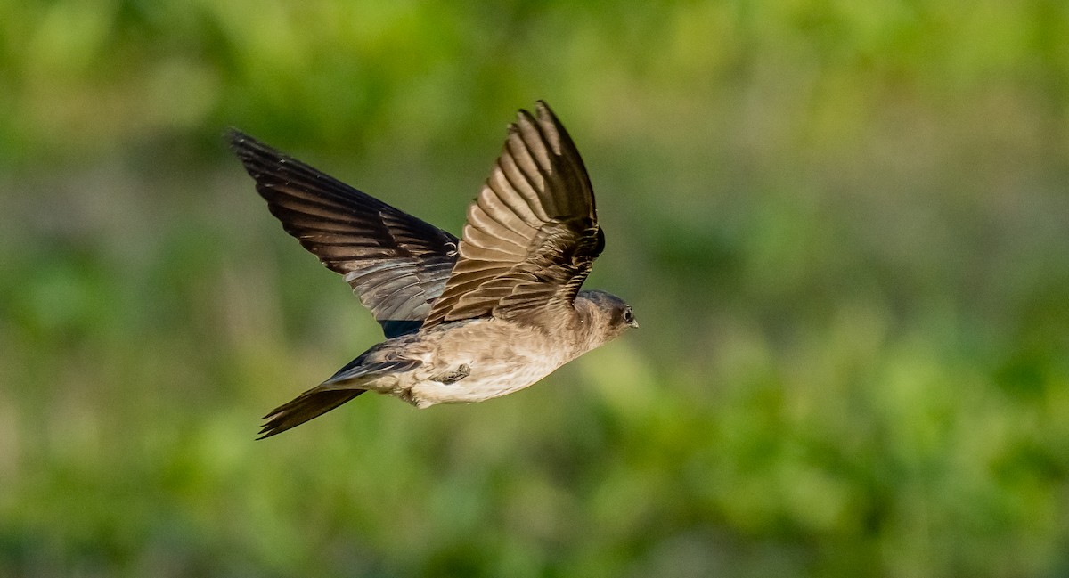 Purple Martin - ismael chavez