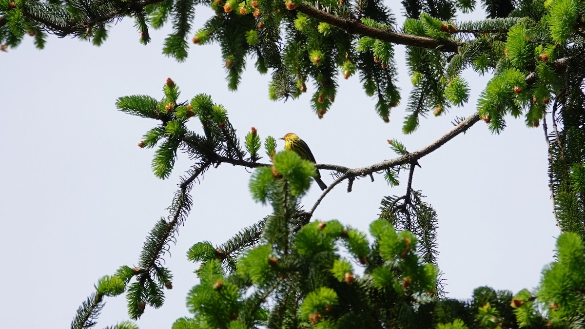 Cape May Warbler - Betty Beckham