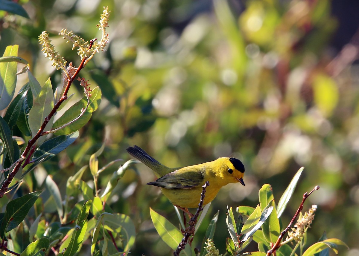 Wilson's Warbler - ML619424822