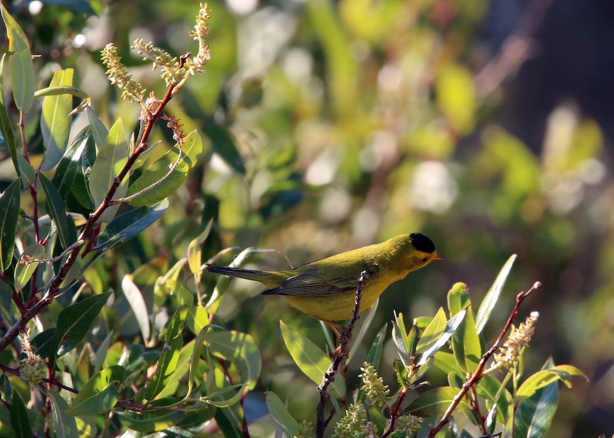 Wilson's Warbler - ML619424825