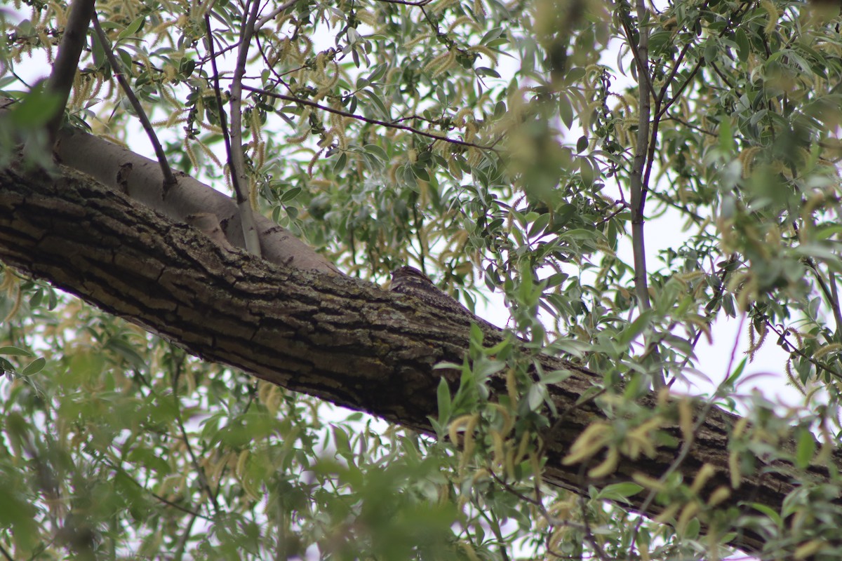 Common Nighthawk - Cory Ruchlin