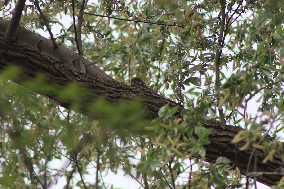 Common Nighthawk - Cory Ruchlin