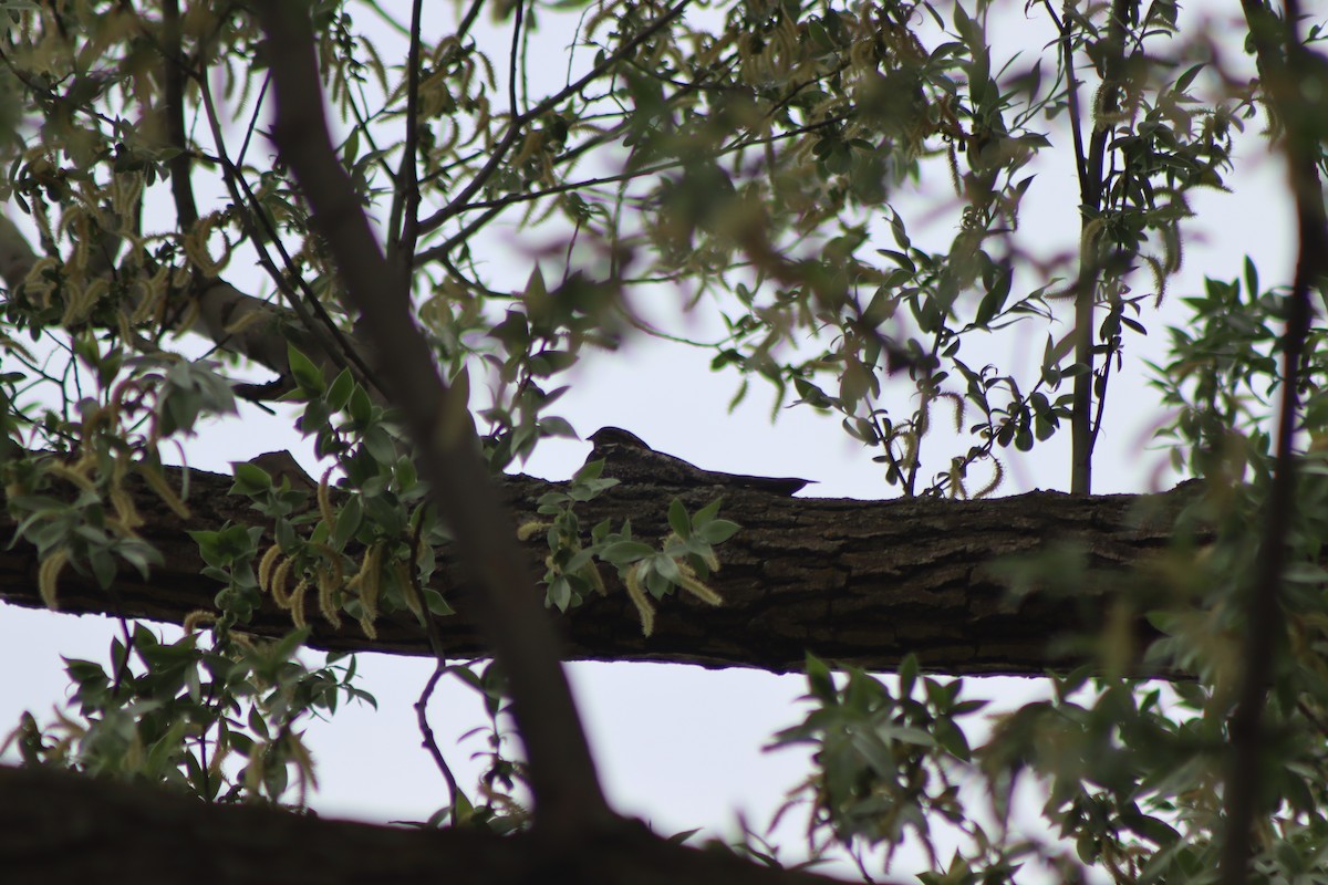 Common Nighthawk - Cory Ruchlin