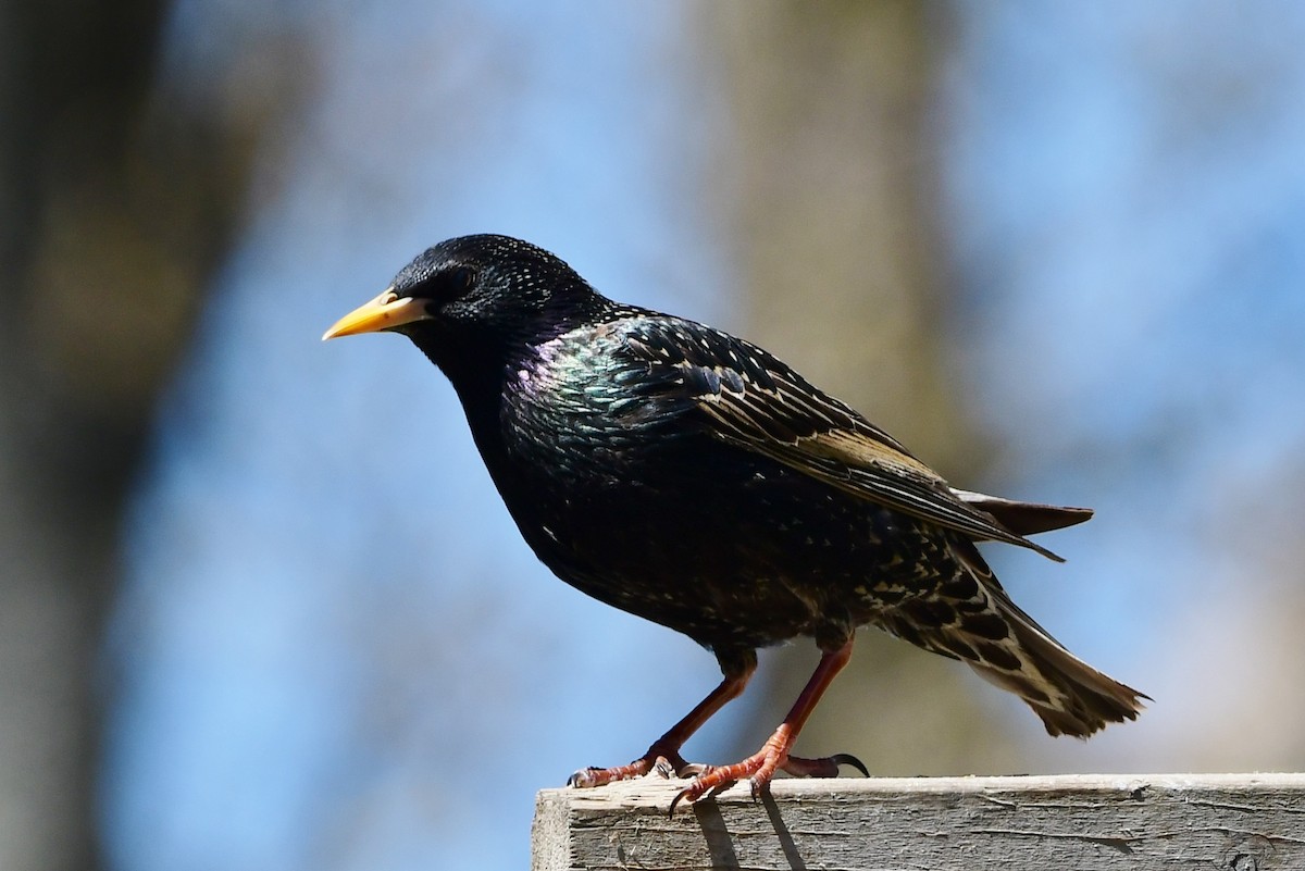 European Starling - Michele Chartier