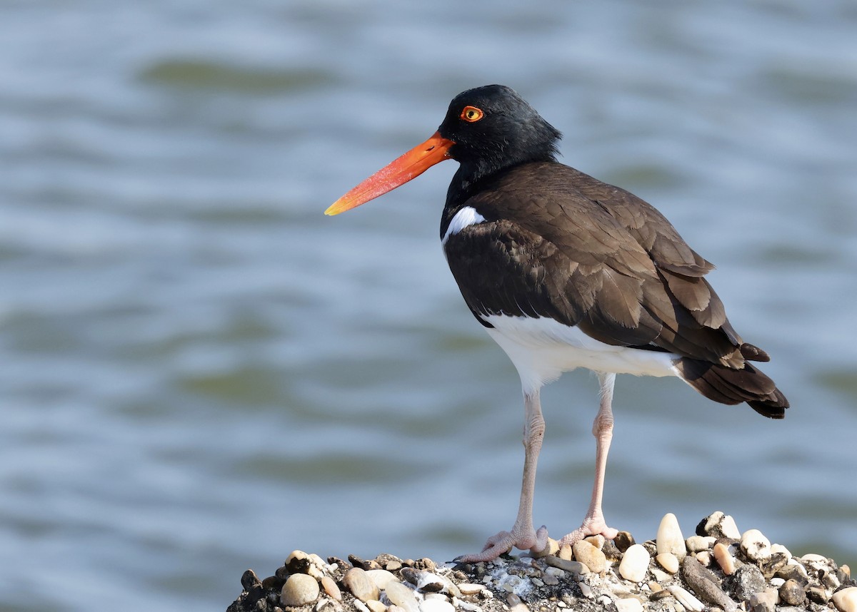 American Oystercatcher - ML619424833