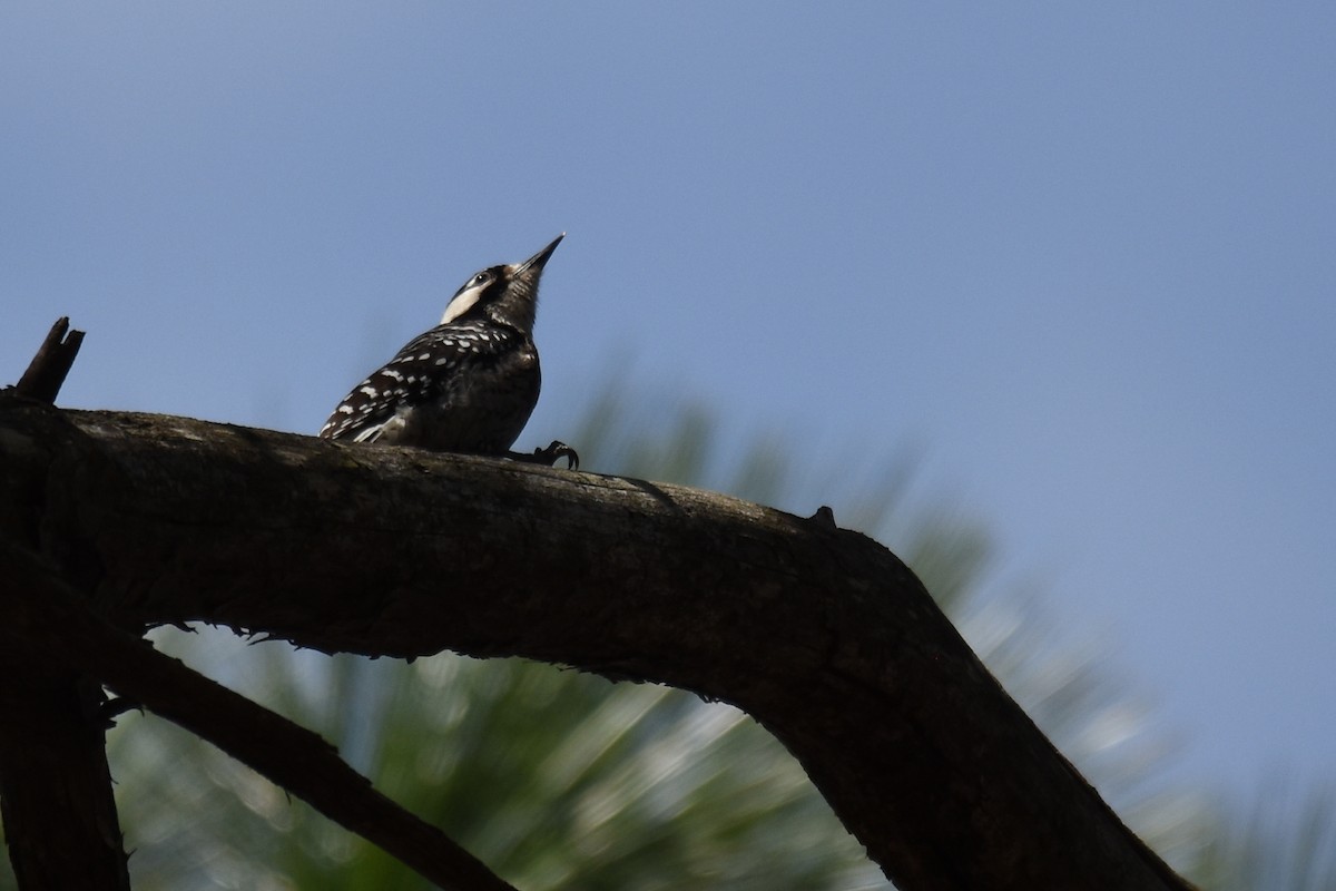 Red-cockaded Woodpecker - Judith Rowen