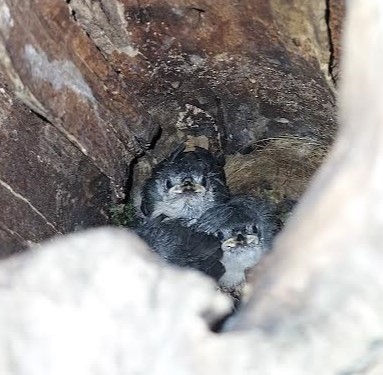 Tufted Titmouse - ML619424839