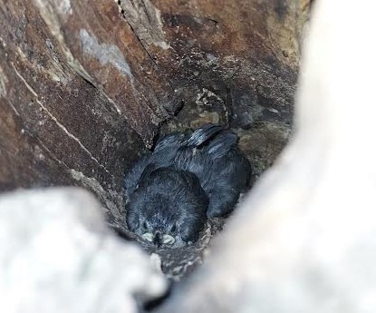 Tufted Titmouse - ML619424840