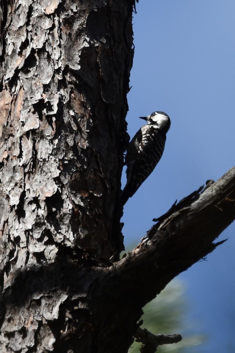 Red-cockaded Woodpecker - Judith Rowen