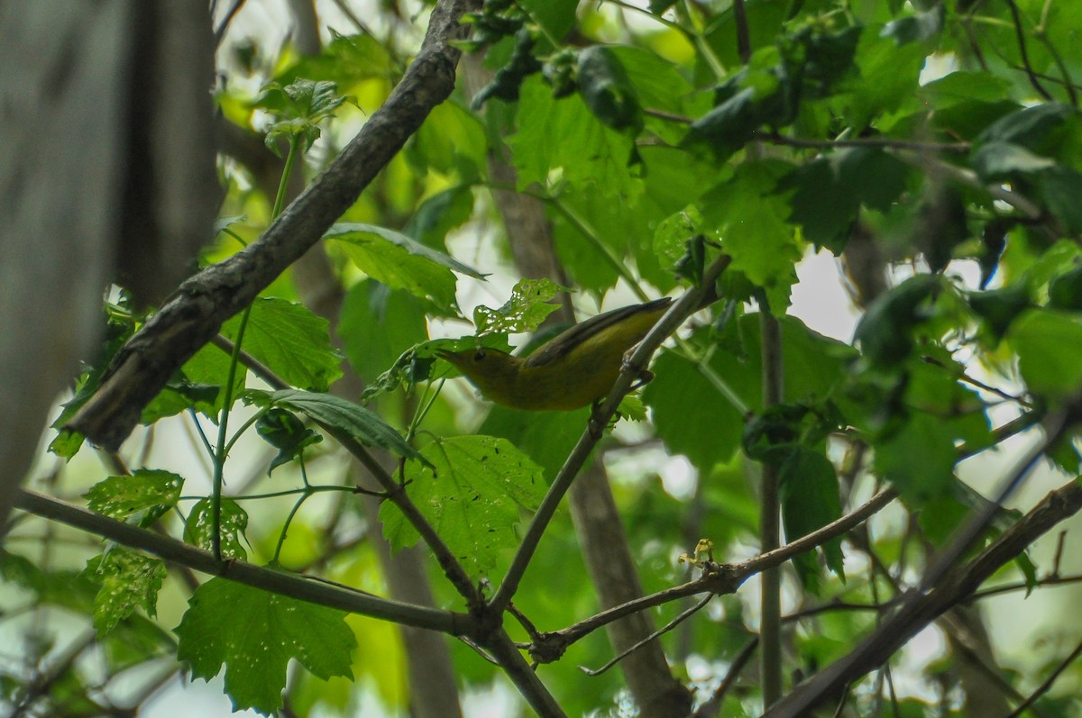 Wilson's Warbler - Sam Collins