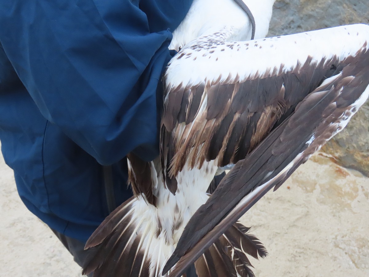 Masked Booby - Shirley Reynolds