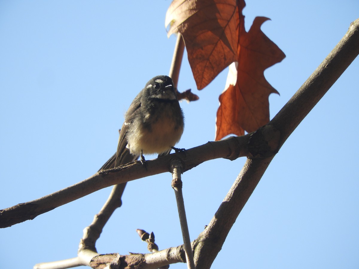 Gray Fantail - Charles Silveira