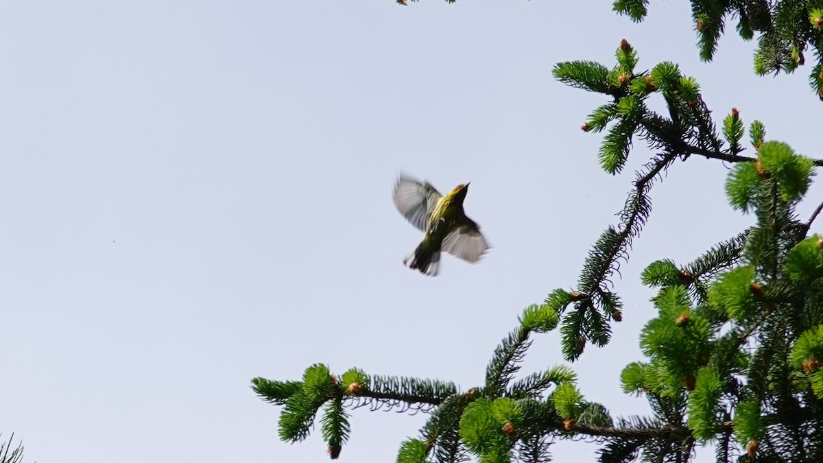 Cape May Warbler - Betty Beckham