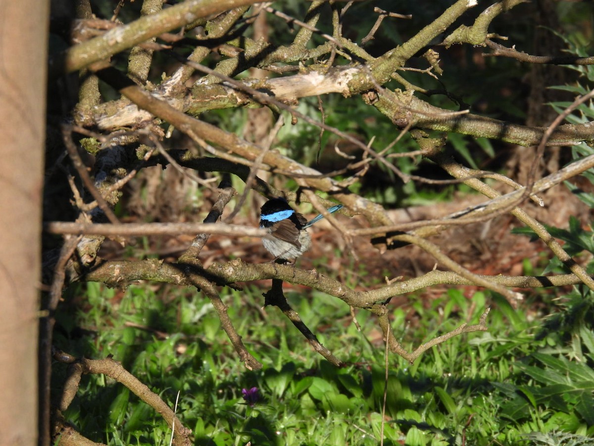 Superb Fairywren - ML619424862