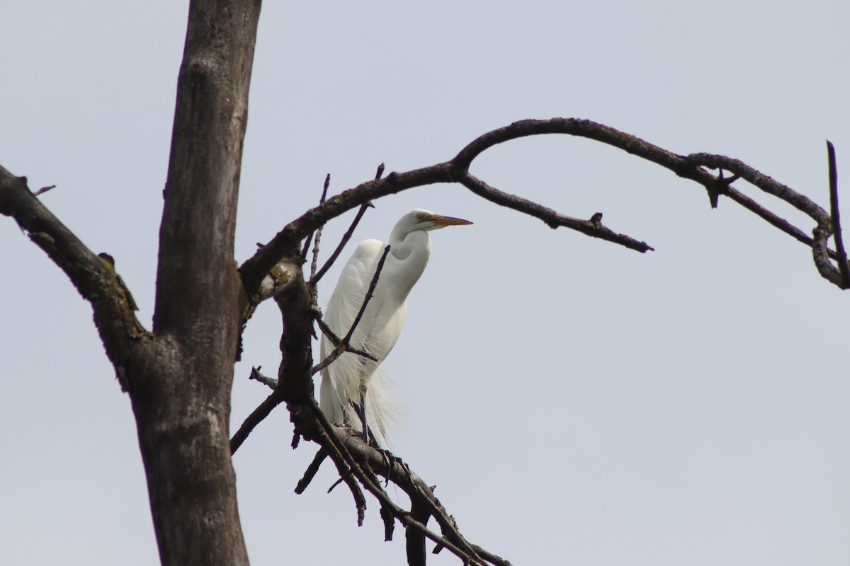 Great Egret - ML619424865