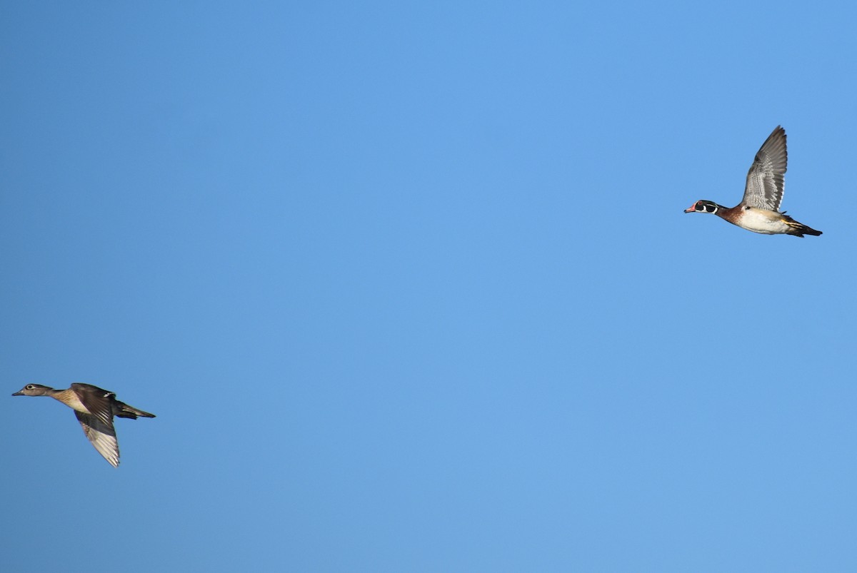 Wood Duck - Claire H