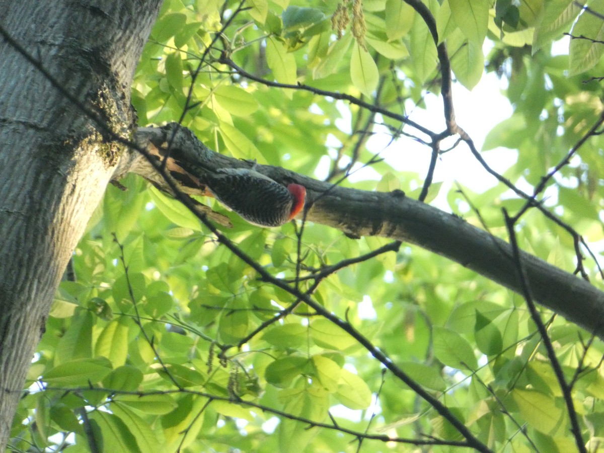 Red-bellied Woodpecker - Rithika Fernandes