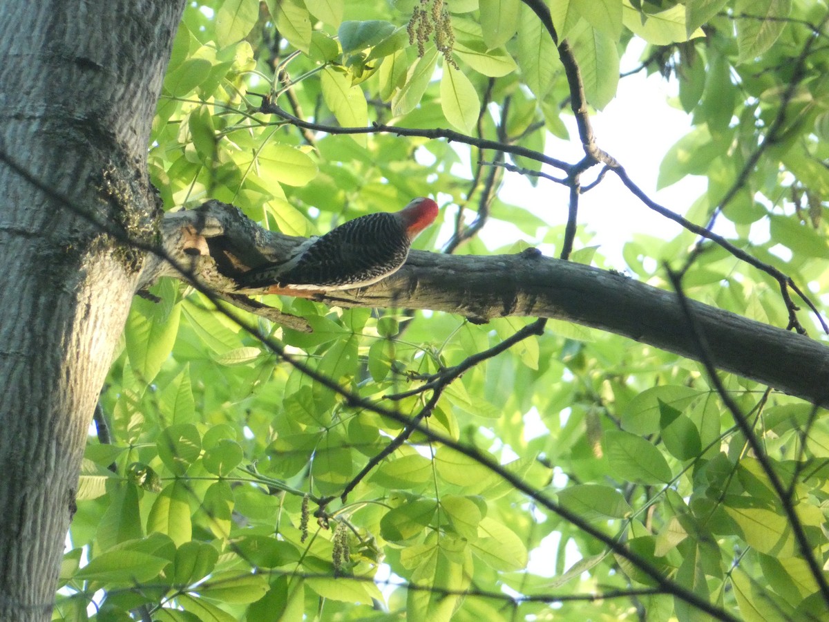 Red-bellied Woodpecker - Rithika Fernandes