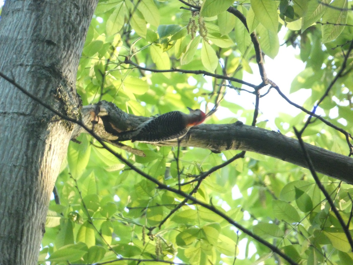 Red-bellied Woodpecker - Rithika Fernandes