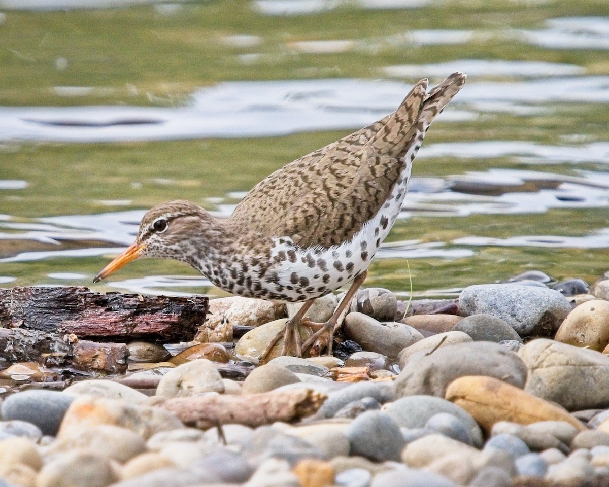 Spotted Sandpiper - Frank Letniowski