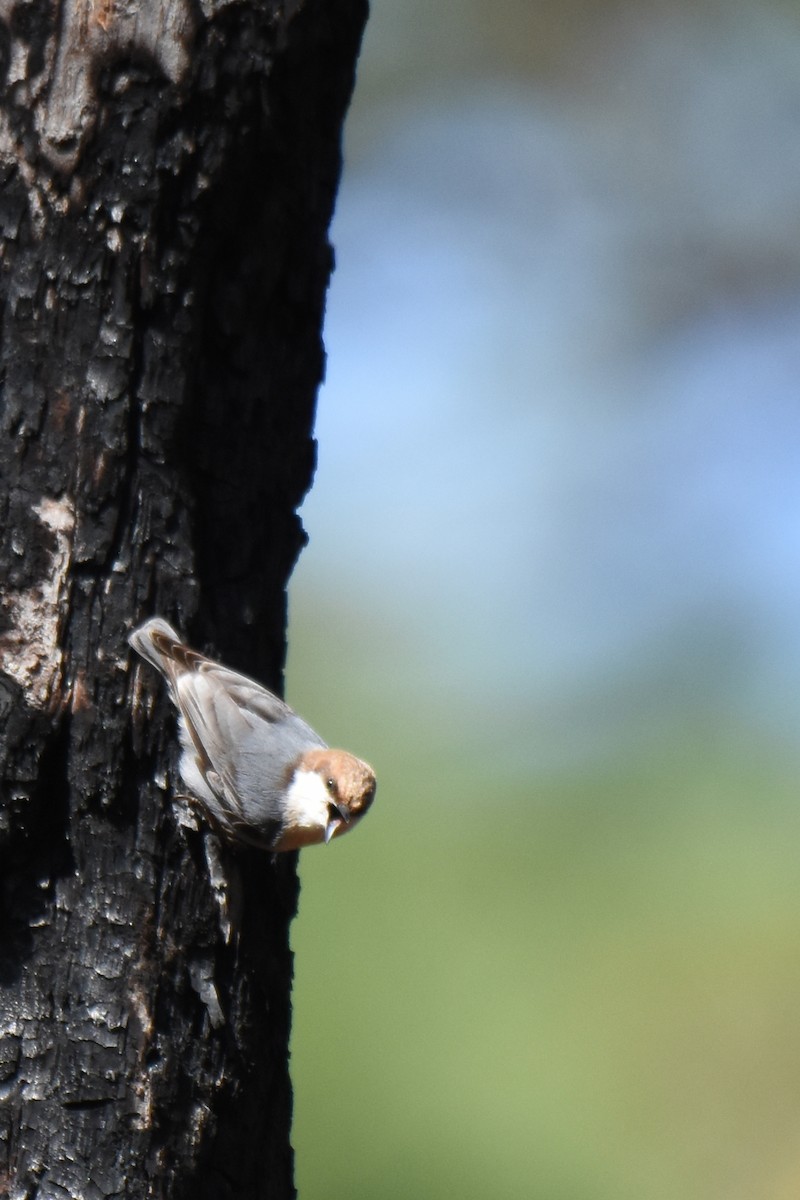 Brown-headed Nuthatch - Judith Rowen