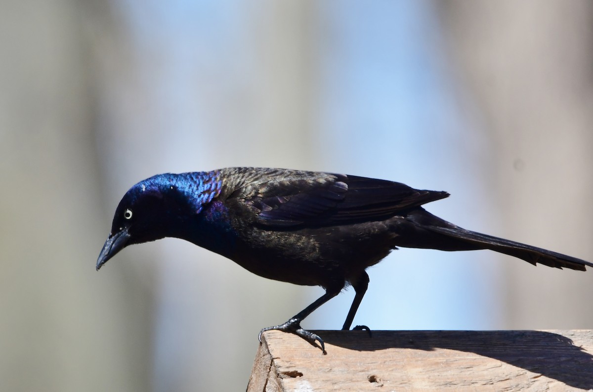 Common Grackle - Michele Chartier