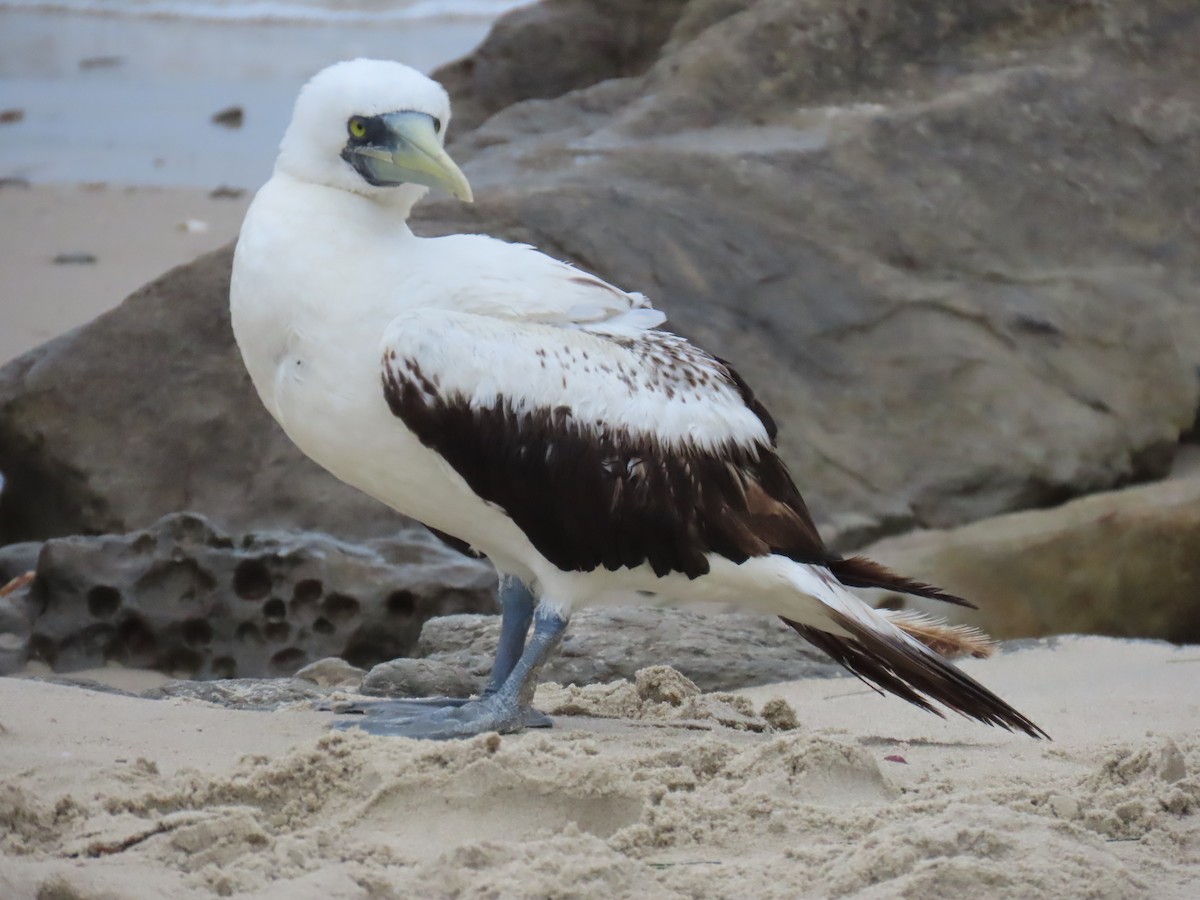 藍臉鰹鳥 - ML619424900