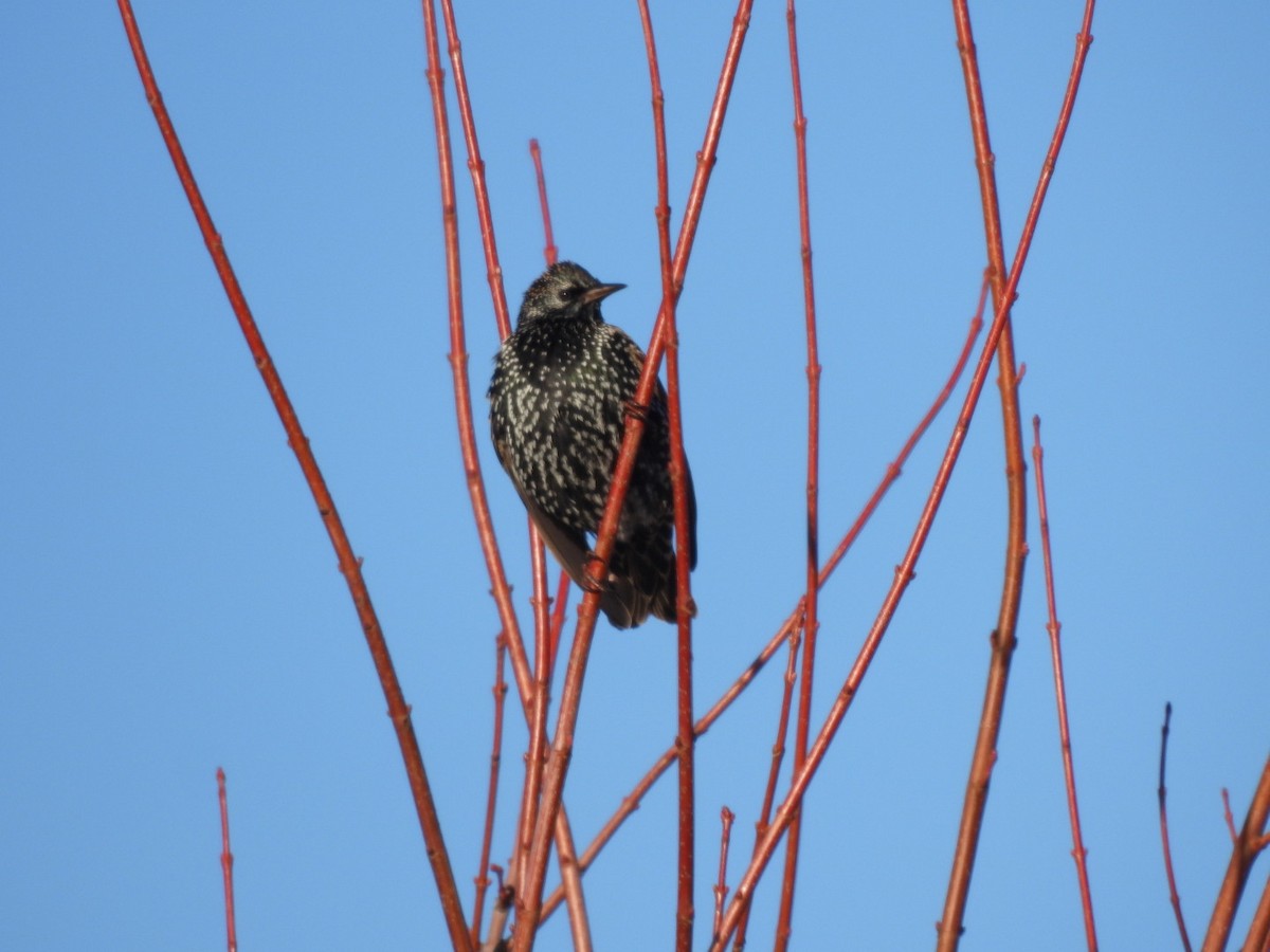 European Starling - Julie Mclennan