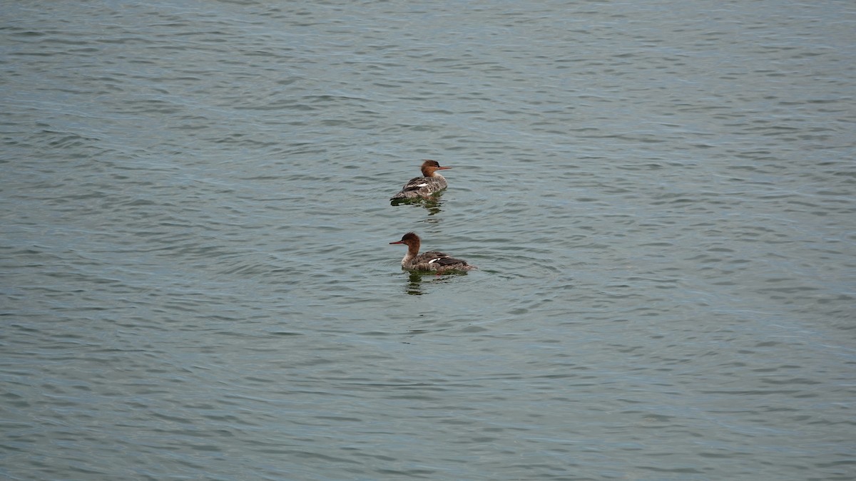 Red-breasted Merganser - Betty Beckham