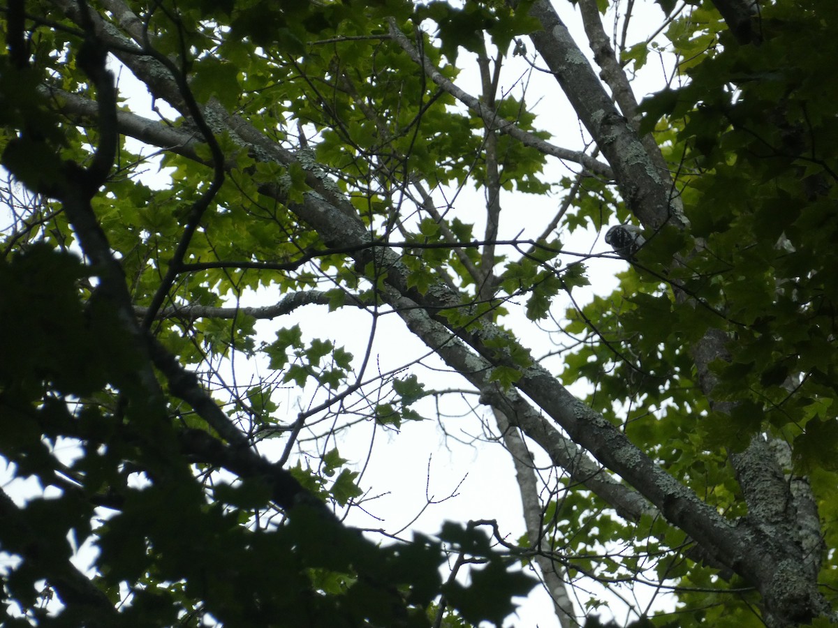 Hairy Woodpecker - Rithika Fernandes