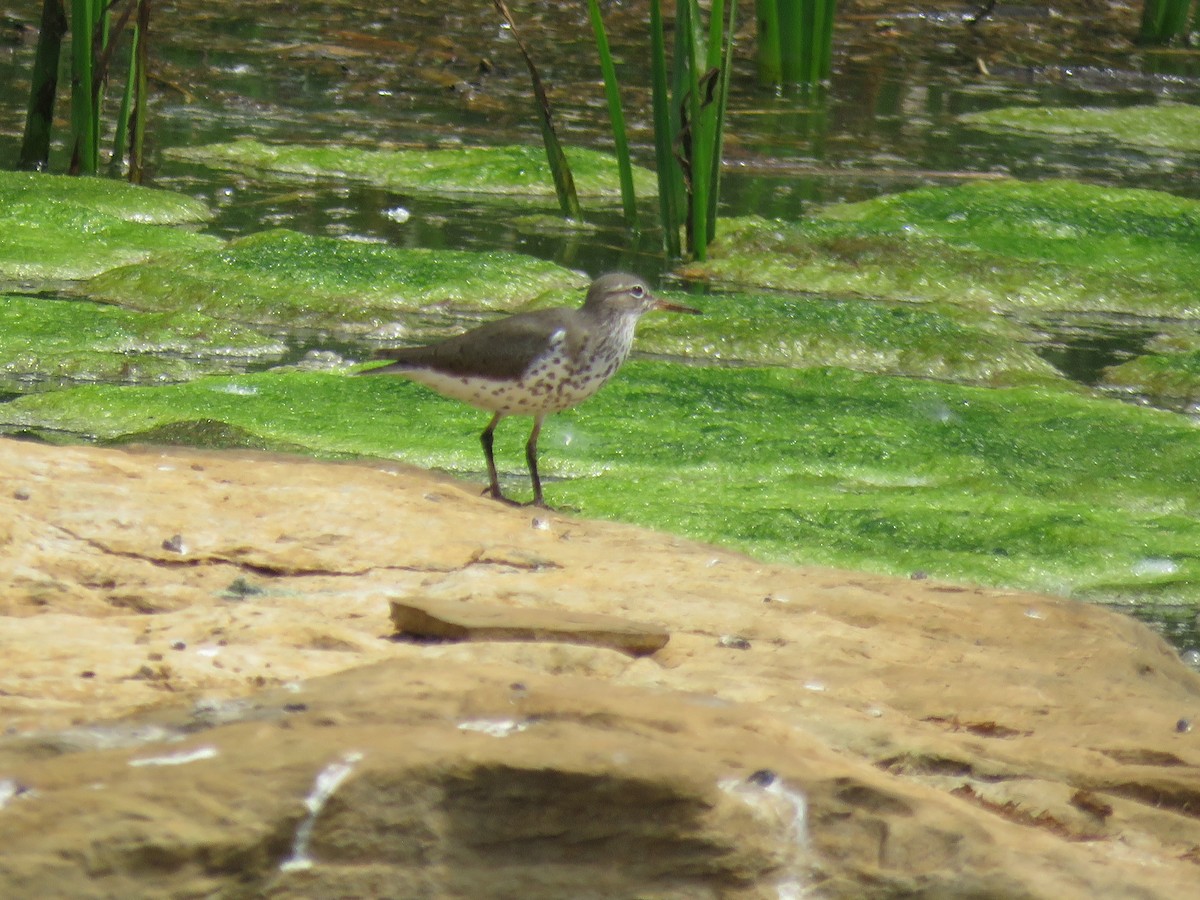 Spotted Sandpiper - Holly McCullough