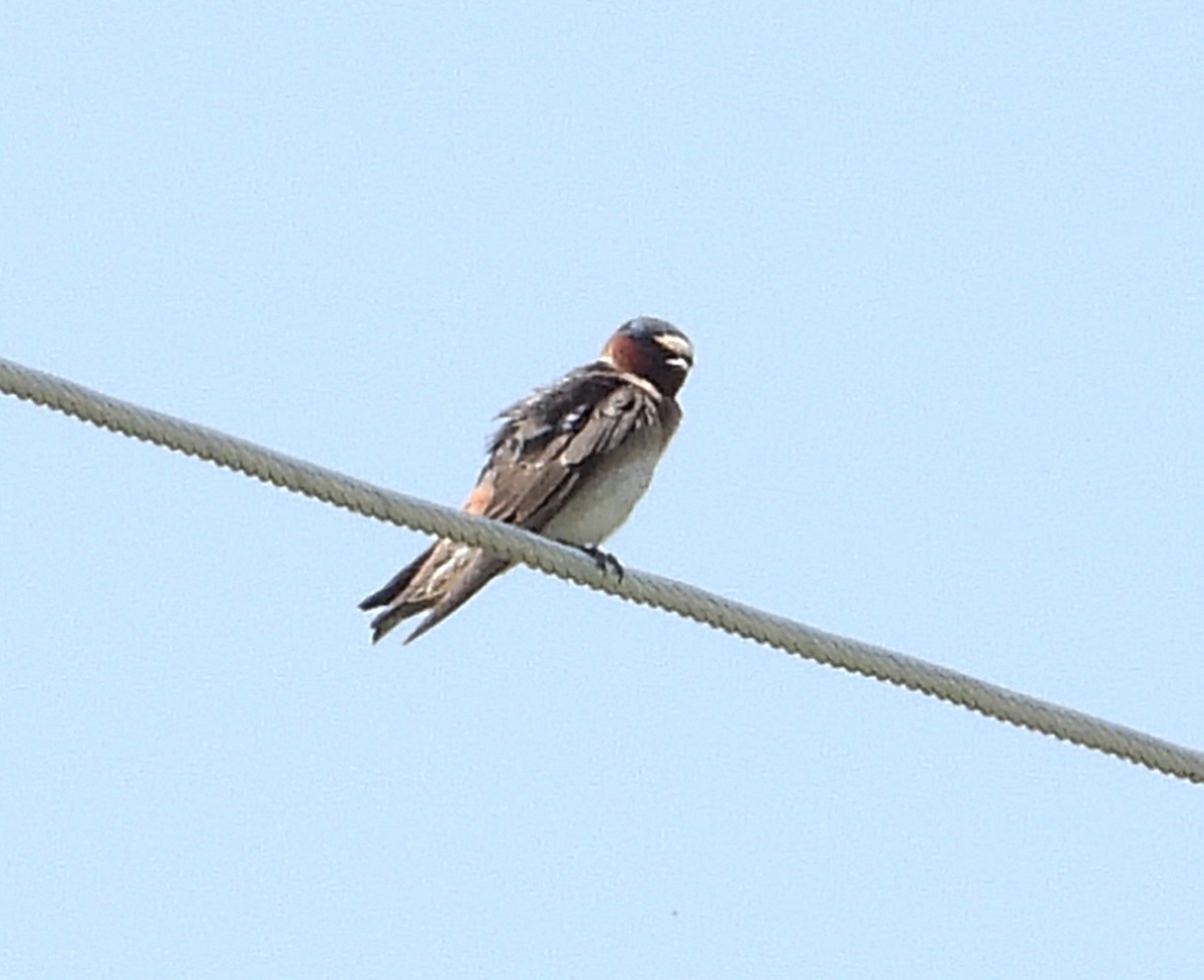 Cliff Swallow - Patricia Rettig