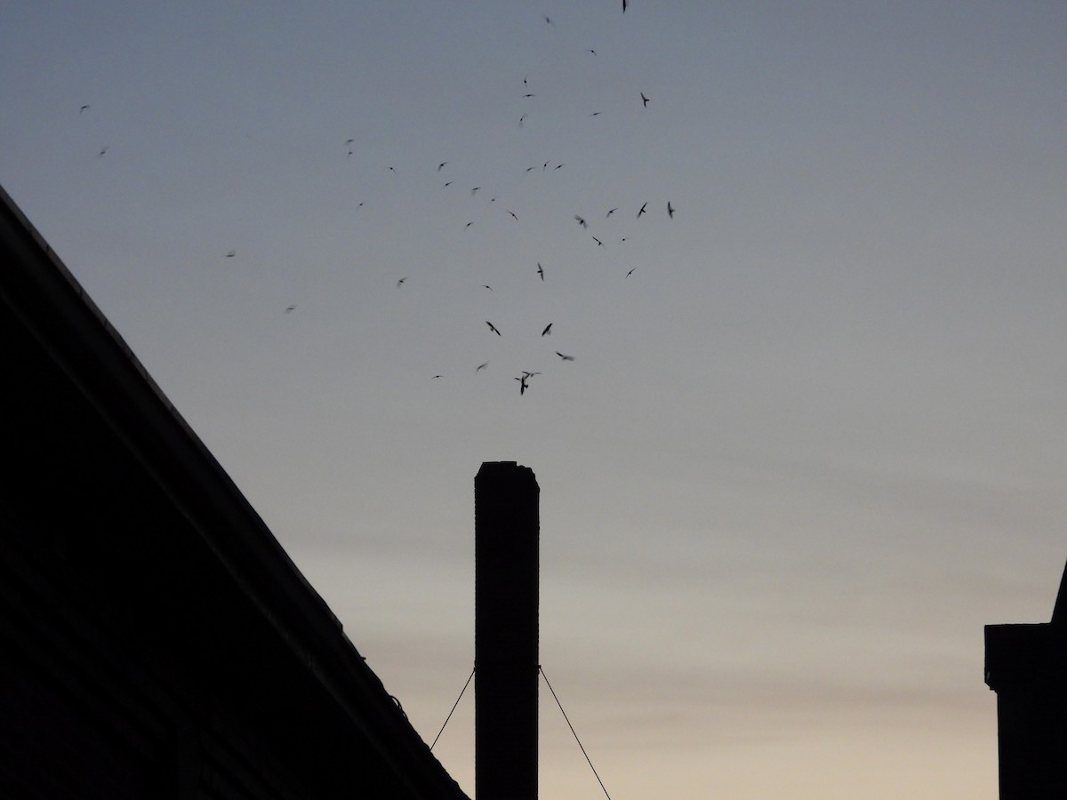 Chimney Swift - Will Doel