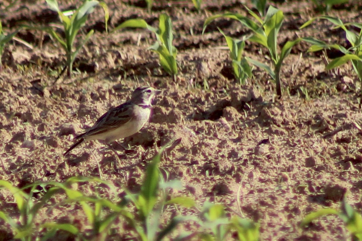 Horned Lark - ML619424939