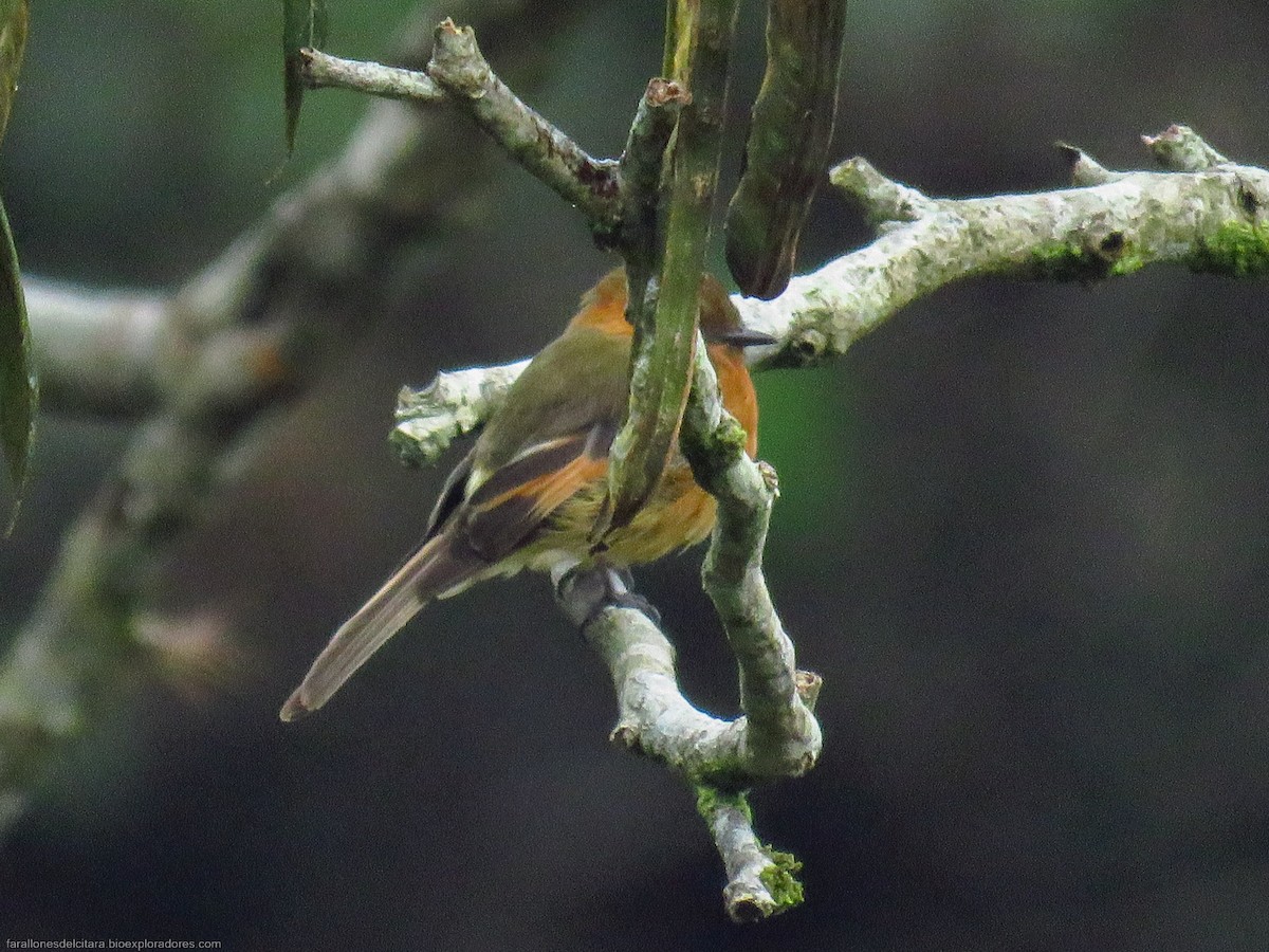 Cinnamon Flycatcher - Sebastián Berrío